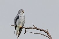 Black-winged Kite (Élanion blanc) Etosha