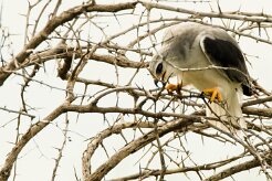 Black-winged Kite (Élanion blanc)_737A5424 null