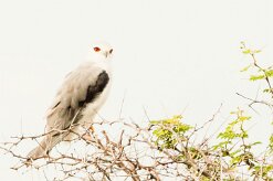 Black-winged Kite (Élanion blanc)_737A5478 null