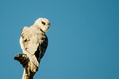 Black-winged Kite (Élanion blanc)_x737A4751-2 null