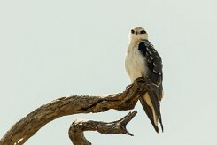 Black-winged Kite (Élanion blanc)_x737A4982-2 null