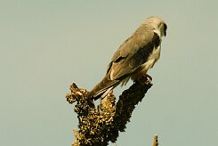 elanion_blanc_08-2 null