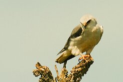 elanion_blanc_10-2 null
