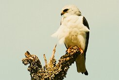elanion_blanc_12-2 null