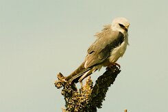 elanion_blanc_15-2 null