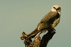 elanion_blanc_16-2 null