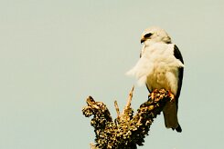 elanion_blanc_17-2 null