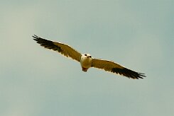 elanion_blanc_18-2 null