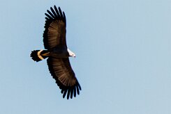 African Harrier-Hawk (Gymnogène d'Afrique)_x737A5006-2 null