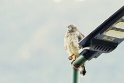 Busardo aliancho (Petite Buse)_231207_6113-2 null