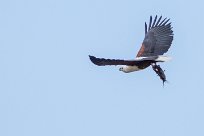 African Fish Eagle (Pycargue vocifère) Chobe River