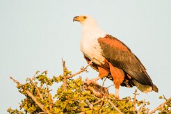African Fish Eagle (Pycargue vocifère)_7D2_0731 null