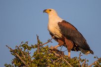 African Fish Eagle (Pycargue vocifère) Chobe River