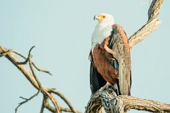 African Fish Eagle (Pycargue vocifère)_7D2_0831 null