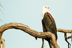 African Fish Eagle (Pycargue vocifère)_7D2_1028 null