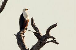 African Fish Eagle (Pycargue vocifère)_7D2_2543 null