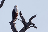 African Fish Eagle (Pycargue vocifère) Chief Island