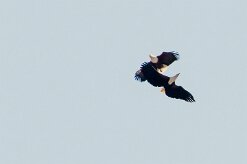African Fish Eagle (Pycargue vocifère)_7D2_2608 null