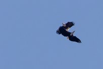 African Fish Eagle (Pycargue vocifère) Chief Island