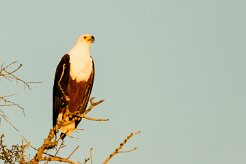 African Fish Eagle (Pycargue vocifère)_7D2_2680 null
