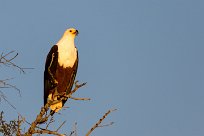 African Fish Eagle (Pycargue vocifère) Chief Island