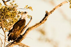 African Fish Eagle (Pygargue vocifère)_x737A3547-2 null
