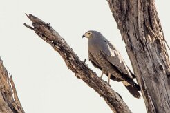 African Harrier Hawk (Serpentaire gymnogène)_7D2_1760 null