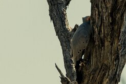 African Harrier Hawk (Serpentaire gymnogène)_7D2_1764 null
