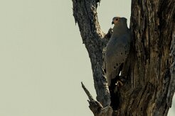 African Harrier Hawk (Serpentaire gymnogène)_7D2_1765 null