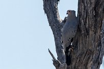 African Harrier Hawk (Serpentaire gymnogène) Kwaï