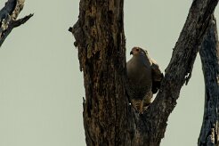 African Harrier Hawk (Serpentaire gymnogène)_7D2_1770 null
