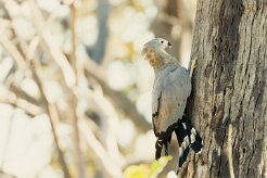 African Harrier-Hawk ( Serpentaire gymnogène)_7D2_2033 null
