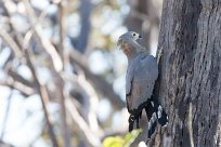 African Harrier-Hawk ( Serpentaire gymnogène) Kwaï