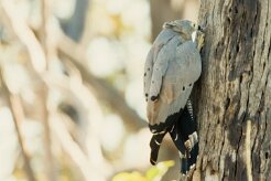 African Harrier-Hawk ( Serpentaire gymnogène)_7D2_2034 null