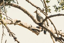 African Harrier-Hawk ( Serpentaire gymnogène)_7D2_2300 null