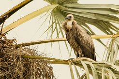 Vautour_africain_01-2 null
