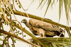 Vautour_africain_02-2 null