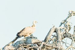 White backed vulture (Vautour Africain)_7D2_0129 null
