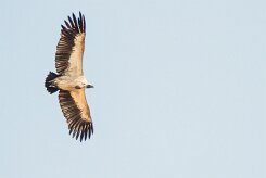 White backed vulture (Vautour Africain)_7D2_0788 null