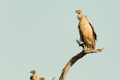 White backed vulture (Vautour Africain)_7D2_1225 null