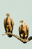 White backed vulture (Vautour Africain)_7D2_1226 null