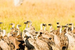 White backed vulture (Vautour Africain)_7D2_1829 null
