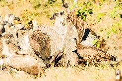 White backed vulture (Vautour Africain)_7D2_1834 null
