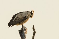 White-backed Vulture (Vautour Africain)_7D2_0918 null