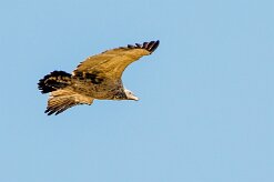 White-backed Vulture (Vautour Africain)_7D2_1878 null