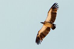 White-backed Vulture (Vautour africain)_737A0059 null