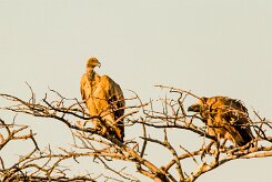 White-backed Vulture (Vautour africain)_737A0196 null