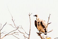 White-backed Vulture (Vautour africain)_x737A3925-2 null