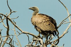 White-backed Vulture (Vautour africain)_x737A5229-2 null