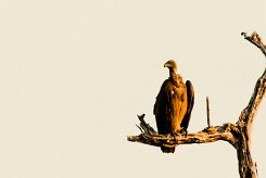 White-backed Vulture (Vautour africain)_x737A5303-2 null